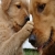 Golden retriever puppy and mom - Adorable Dog Pics