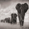 Herd of African elephants traveling [B&W photo] - Beautiful Animals