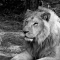 40 Black and White photos - Black and White Photos