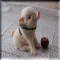 How could you say No to that face - Cute animals