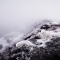Winter Arctic Foxes - Nature & Animals