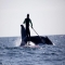 Jamie Mitchell SUP with humpback whale