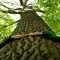 Tree huggers unite - Trees