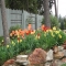 Tulip Gardens - Great Gardening Ideas