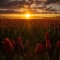 Tulip Sunrise by Candace Bartlett - Photography I love