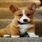 Welsh corgi puppy