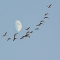 Wild Geese That Fly With The Moon on Their Wings - My Favourite Things