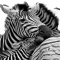 Zebras - Beautiful Animals